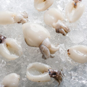 BABY CUTTLEFISH