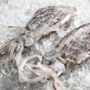 Soft Cuttlefish
