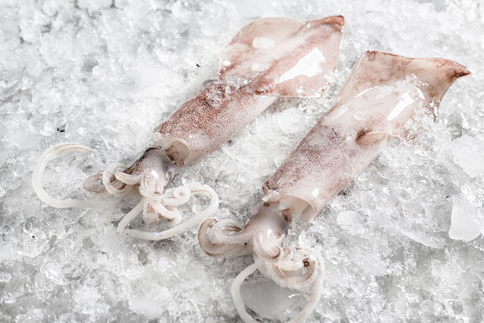 Frozen Squid